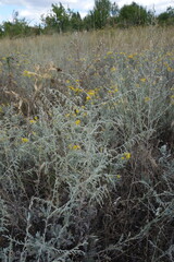 Artemisia santonicum, photograph (c) Aleksei Baushev, some rights reserved (CC BY)