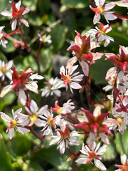 Micranthes lyallii, photograph (c) scottj800, some rights reserved (CC BY)