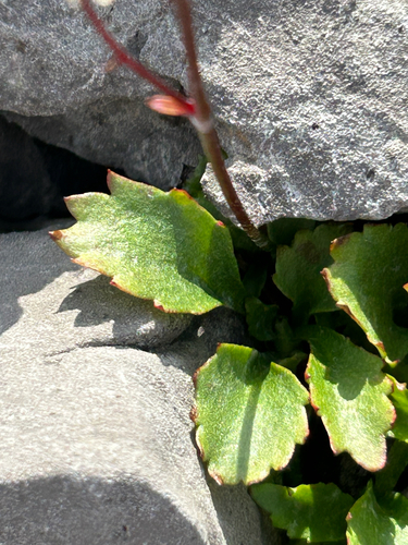Micranthes lyallii, photograph 6