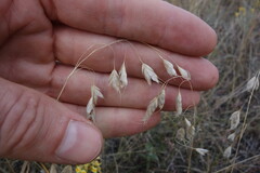 Bromus squarrosus
