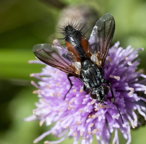 Red Spotted Parasite Fly