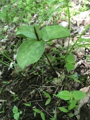 Trillium sessile