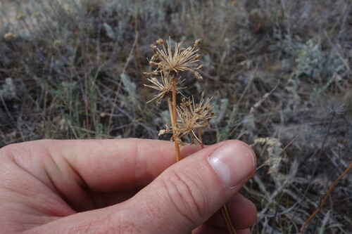 Allium flavescens