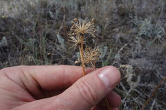 Allium flavescens
