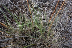 Allium flavescens, photograph (c) Aleksei Baushev, some rights reserved (CC BY)