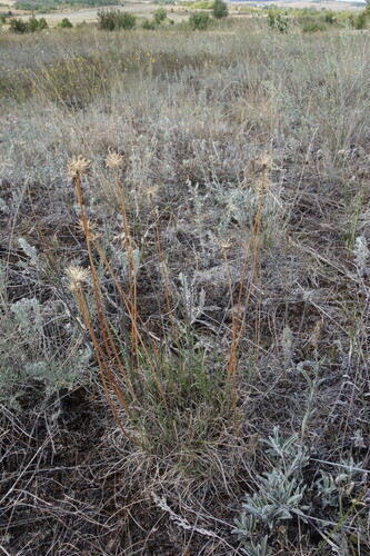 Allium flavescens, photograph 2