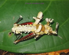 Beauveria locustiphila