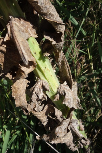 Sonchus palustris, photograph 3