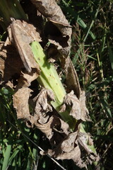 Sonchus palustris, photograph (c) Aleksei Baushev, some rights reserved (CC BY)