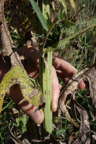Sonchus palustris, photograph 2