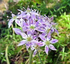 Allium keeverae
