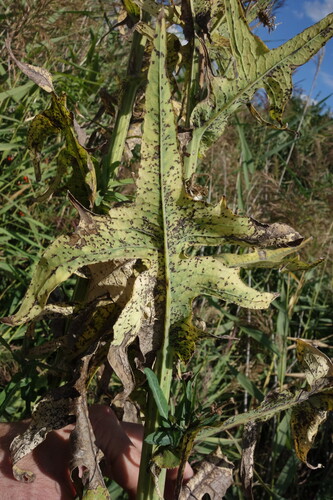 Sonchus palustris, photograph 1