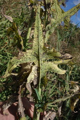 Sonchus palustris, photograph (c) Aleksei Baushev, some rights reserved (CC BY)