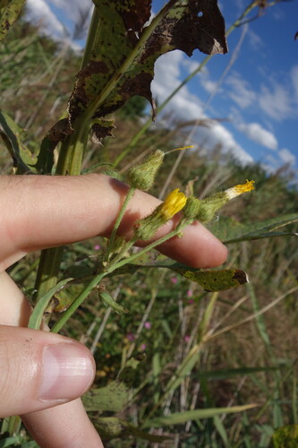 Sonchus palustris, photograph 4