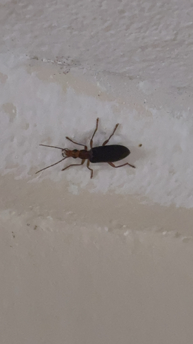Thelyphassa apicata observed 2026-08-29