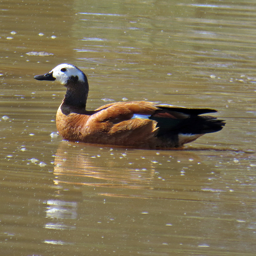 iNaturalist: (c) Deon van der Hoven, some rights reserved (CC BY-NC), uploaded by Deon van der Hoven iNaturalist image