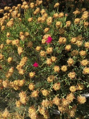 Malephora crocea