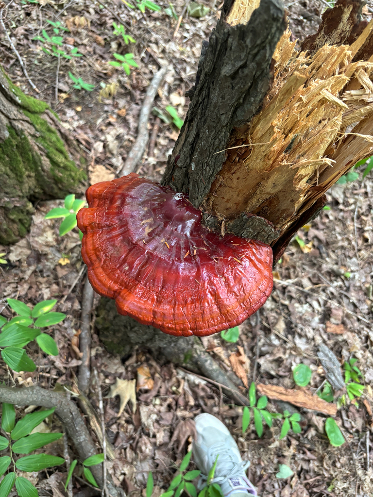 hemlock varnish shelf · August 2026 · photo: Photo: no rights reserved · iNaturalist