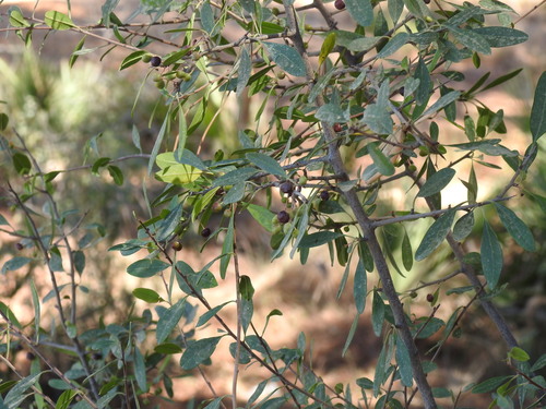 Rhamnus oleoides, photograph 3