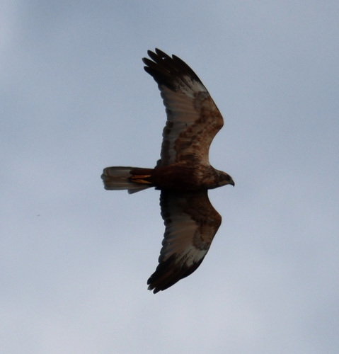 Western Marsh Harrier