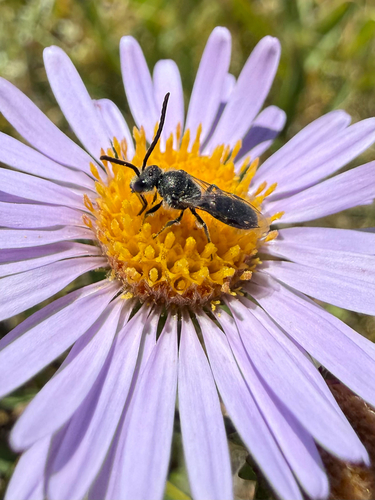iNaturalist observation photo of Bees