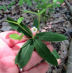 Euphorbia pubentissima