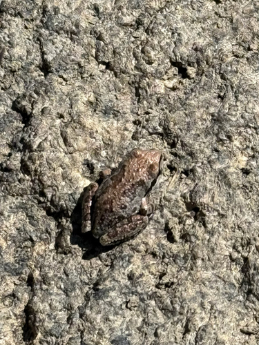 iNaturalist observation photo of Pacific chorus frog