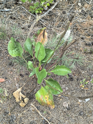 Plantago maxima, photograph 4