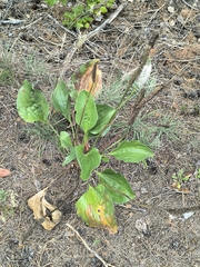 Plantago maxima, photograph (c) Yurii Basov, some rights reserved (CC BY)