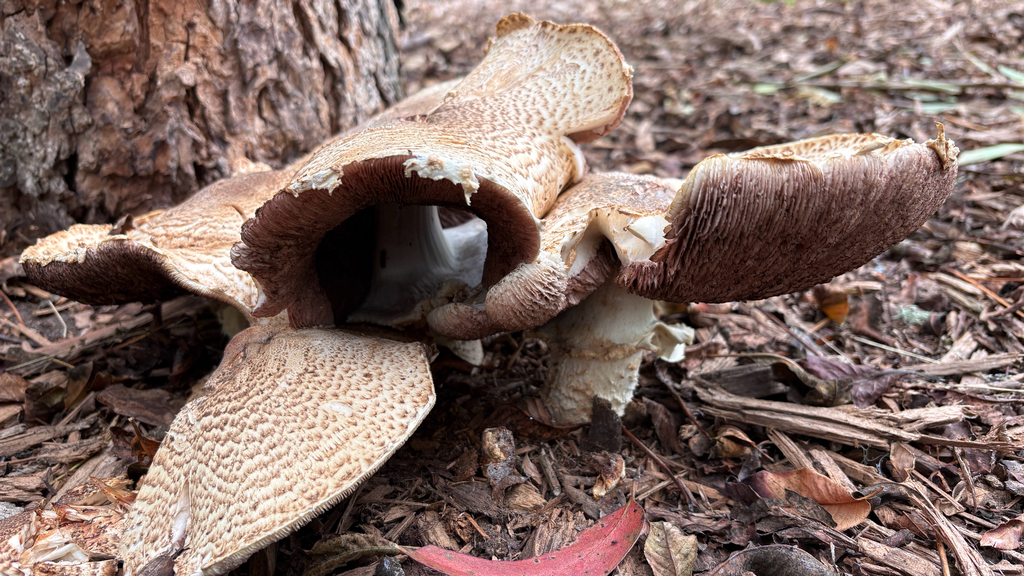 The Prince · August 2026 · photo: Photo: (c) Mary Jantsch, some rights reserved (CC BY) · iNaturalist