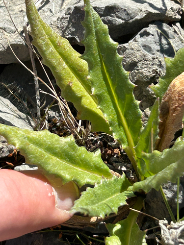 Saussurea nuda, photograph 5