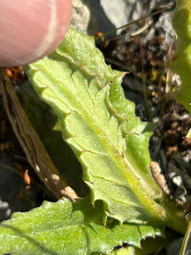 Saussurea nuda, photograph 6