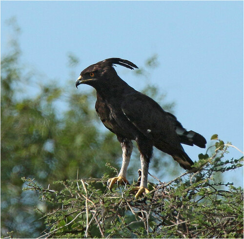 Long-crested Eagle
