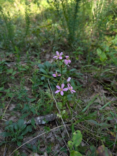 Sabatia angularis, photograph 6
