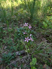 Sabatia angularis, photograph (c) Jacob Saucier, some rights reserved (CC BY)