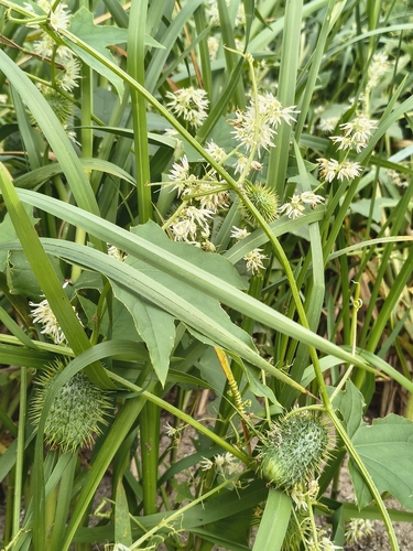 prickly cucumber