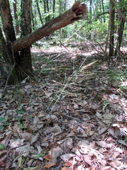 Piptochaetium avenaceum