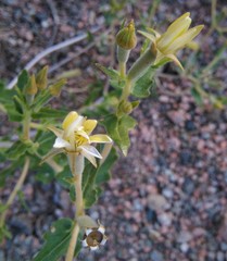 Mentzelia albescens