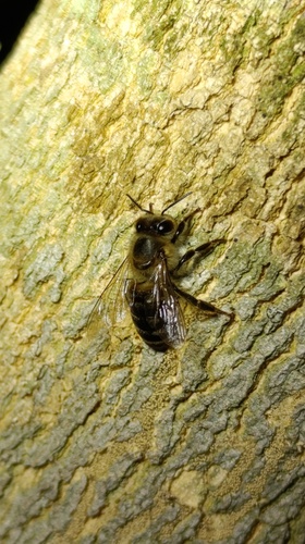 Western Honey Bee