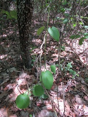 Aristolochia tomentosa