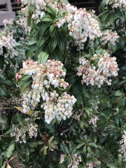 Pieris