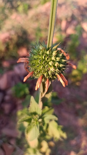 lion's ear