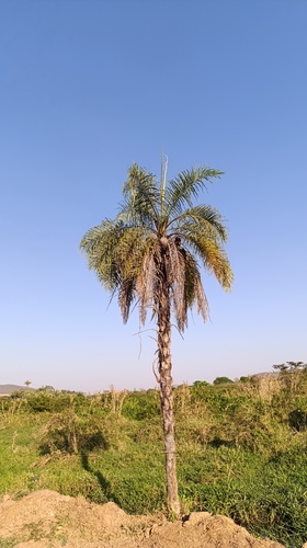 Macaw palm