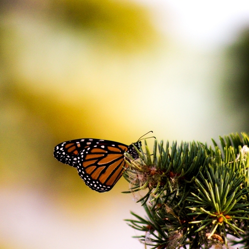 Monarch
