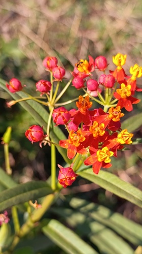 tropical milkweed