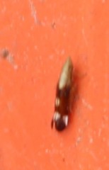 Neomegamelanus lautus