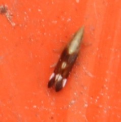 Neomegamelanus lautus