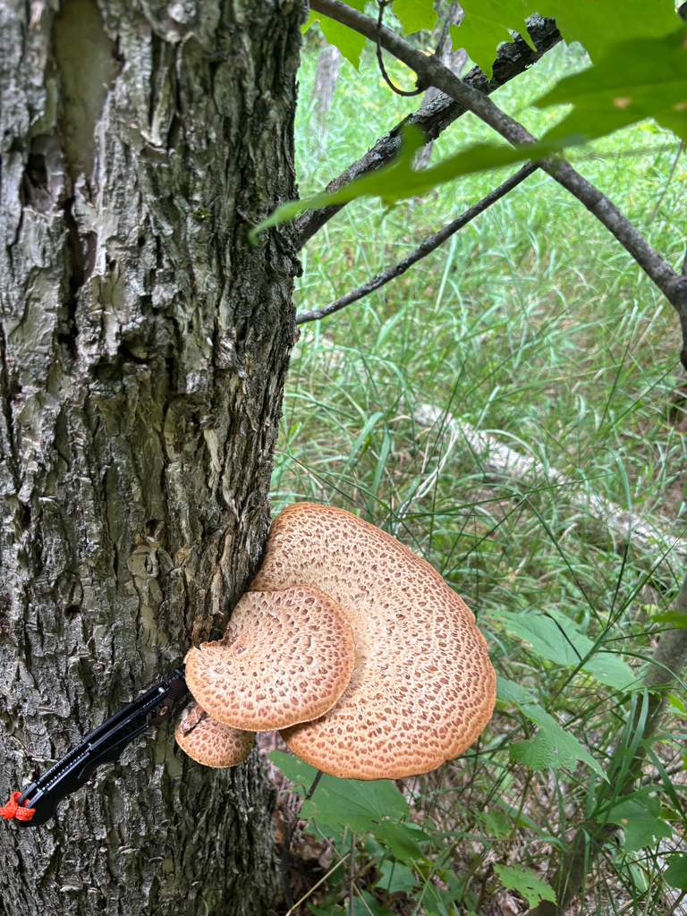 Dryad's Saddle · August 2026 · photo: Photo: no rights reserved · iNaturalist