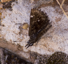 Hesperopsis alpheus