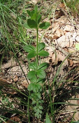 Galium pilosum